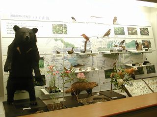 Flora and fauna of Okayama Prefecture
