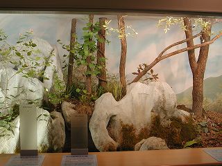 The tableland of limestone