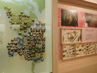 Insects of the world