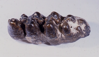 ゴンフォテリウムの臼歯