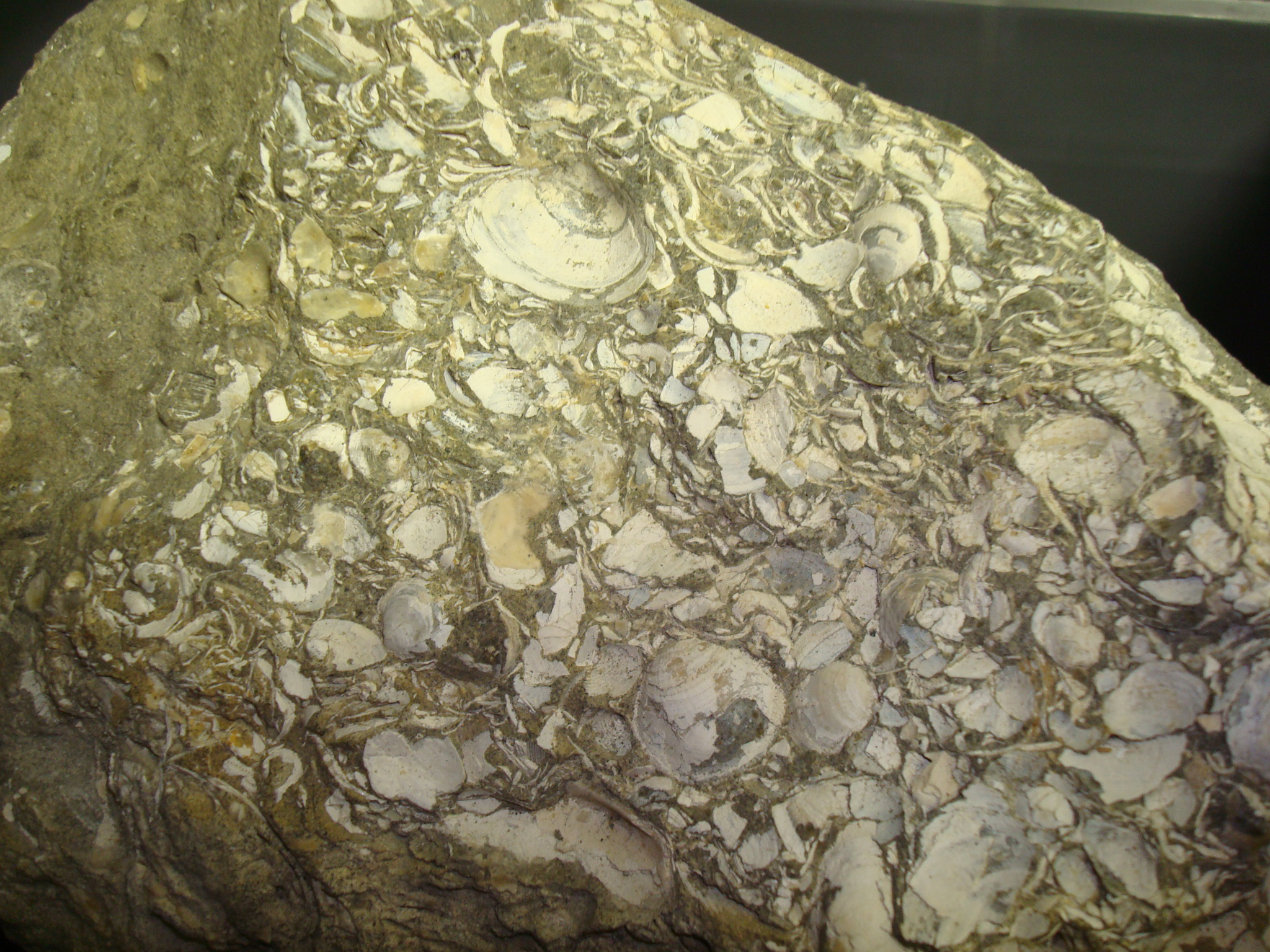 異地性の貝化石