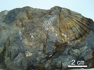 モノチスの化石