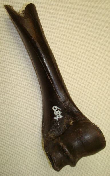 マヤシフゾウの脚の骨