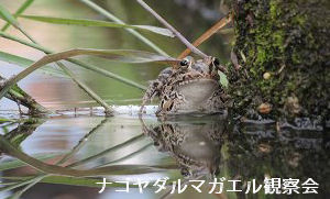 ナゴヤダルマガエル