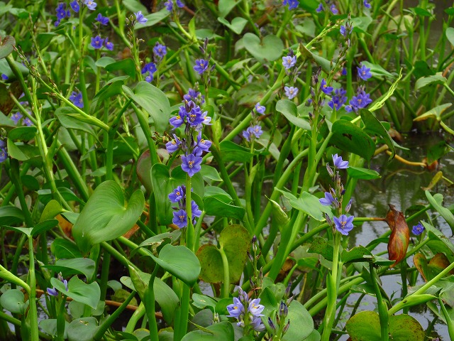 ���R�ώ@��u�~�Y�A�I�C�ώ@�ƃl�C�`���[�Q�[���v