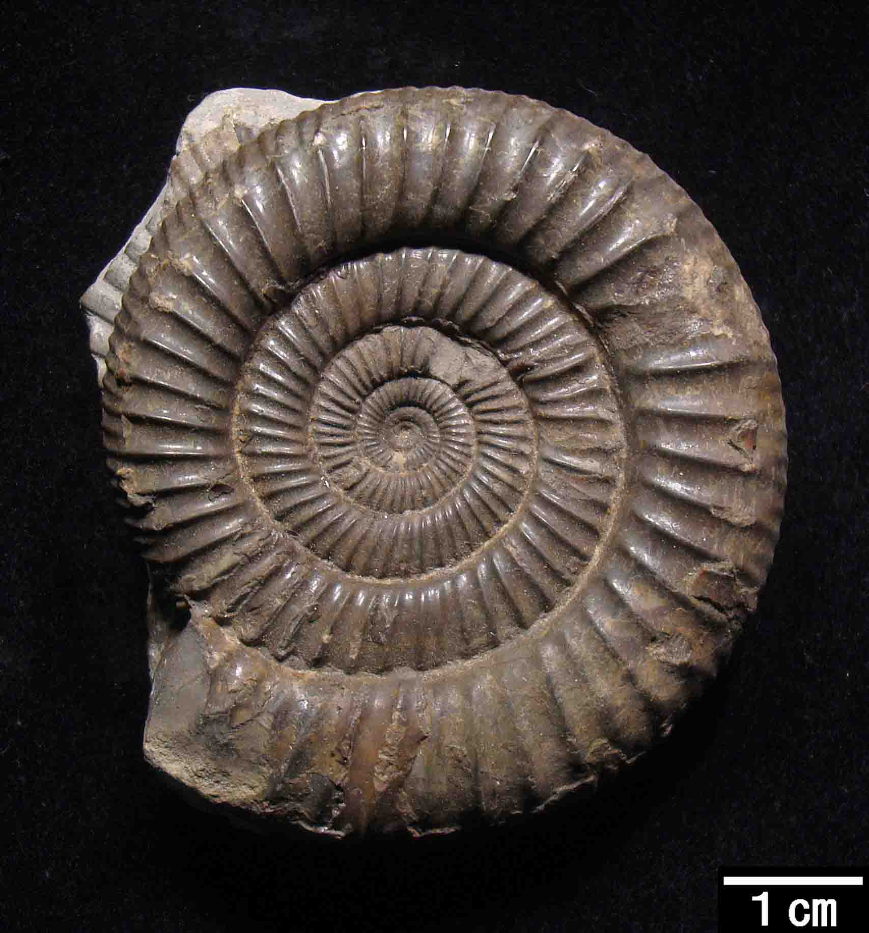 m dachyrioceras.jpg