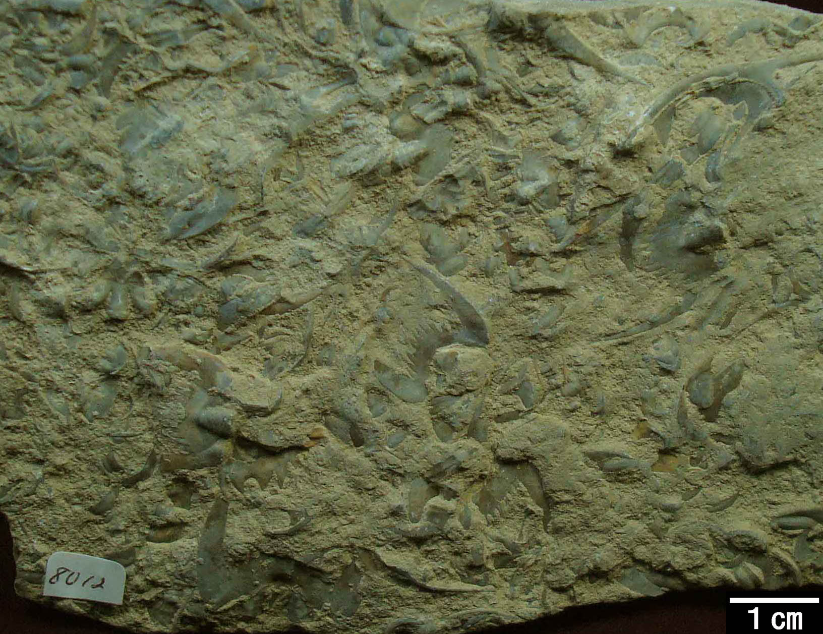 三葉虫 化石 フレキシカリメネ 18mm [FC24] 防御姿勢 防御態勢 エンロール カリメネ 貸出し化石：No.6_三葉虫（防御姿勢） \u2013 御船町恐竜博物館