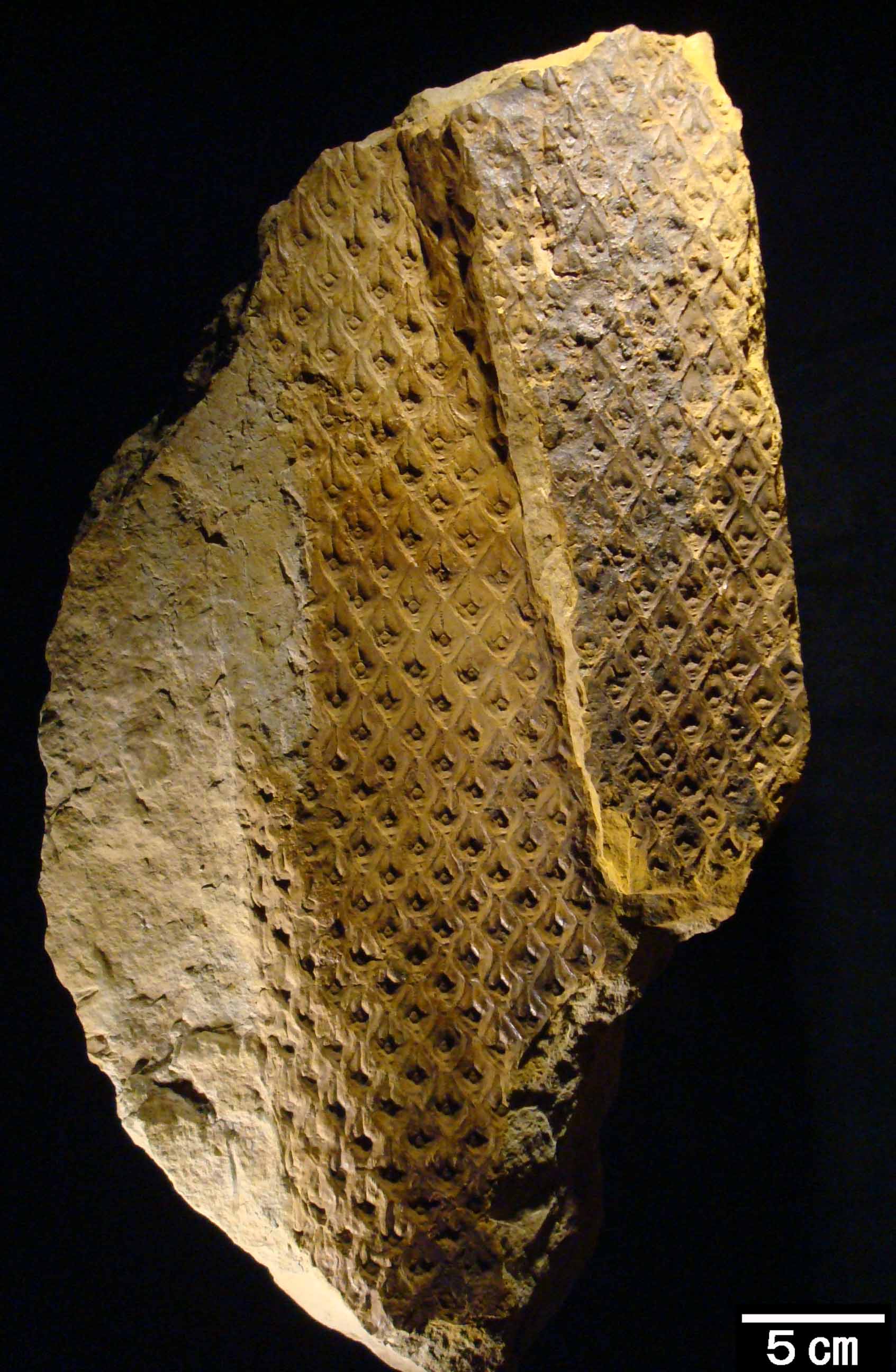 [古生代石炭紀]絶滅植物ロボクの幹化石[ポーランド]