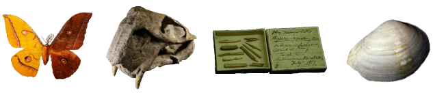 左から　ヤママユガ雌雄型、リストロサウルスの化石、南方熊楠の粘菌標本、チリメンユキガイ