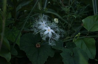 カラスウリの花