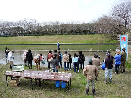 倉敷川の魚の観察
