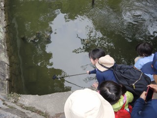 倉敷美観地区で淡水魚を観察しよう−初夏編−