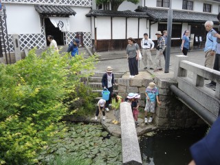 倉敷美観地区で淡水魚を観察しよう−初夏編−