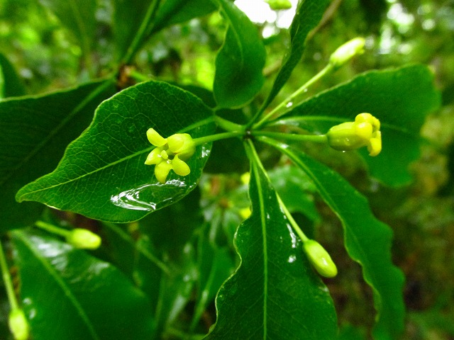 ���R�ώ@��u�X�Q�ώ@��v