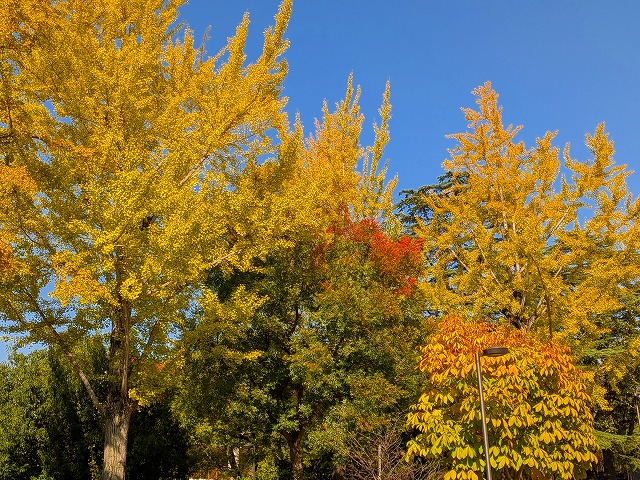 ���R�ώ@��u�q�~�݂炢�����Ő�����������2025�N11���v