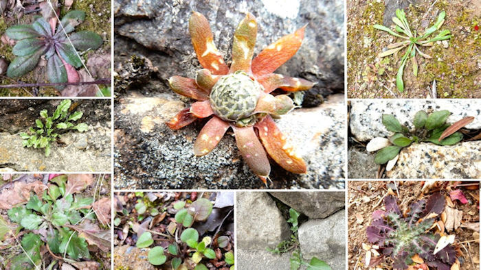 ���R�ώ@��u�~�Y�A�I�C�ώ@�ƃl�C�`���[�Q�[���v